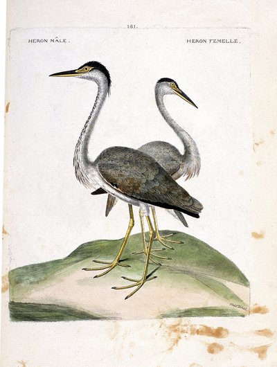 Airone maschio e femmina (ardea cinerea). Illustrazione in "La storia degli uccelli, dipinti nei loro aspetti apparenti e sensibili" di Francois Nicolas Martinet (1731-1800). Collezione privata. da Francois Nicolas Martinet