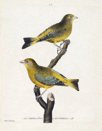 Carta zoologica (ornitologia): verdone maschio e femmina (verdone europeo o carduelis chloris) su un ramo. Illustrazione in “La storia degli uccelli, dipinti nei loro aspetti apparenti e sensibili” di Francois Nicolas Martinet (1731-1800). Collezione priva da Francois Nicolas Martinet
