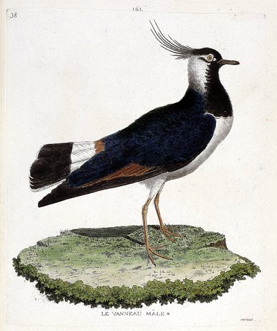 Carta zoologica (ornitologia): pavoncella maschio (pavoncella o vanellus vanellus). Illustrazione in “La storia degli uccelli, dipinti nei loro aspetti apparenti e sensibili” di Francois Nicolas Martinet (1731-1800). Collezione privata da Francois Nicolas Martinet