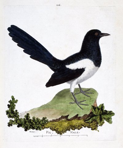 Carta zoologica (ornitologia): gazza maschio o gazza chiacchierona (pica pica). Illustrazione in “La storia degli uccelli, dipinti nei loro aspetti apparenti e sensibili” di Francois Nicolas Martinet (1731-1800). Collezione privata da Francois Nicolas Martinet