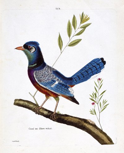Tavola zoologica (ornitologia): ghiandaia siamese maschio (ghiandaia blu o cyanocitta cristata) su un ramo. Illustrazione in "La Storia degli Uccelli, Dipinti nei Loro Aspetti Apparenti e Sensibili" di Francois Nicolas Martinet (1731-1800). Collezione priv da Francois Nicolas Martinet