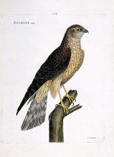Tavola zoologica (ornitologia): maschio di albanella reale (circus cyaneus) su un ramo. Illustrazione in "La storia degli uccelli, dipinti nei loro aspetti apparenti e sensibili" di François Nicolas Martinet (1731-1800). Collezione privata da Francois Nicolas Martinet