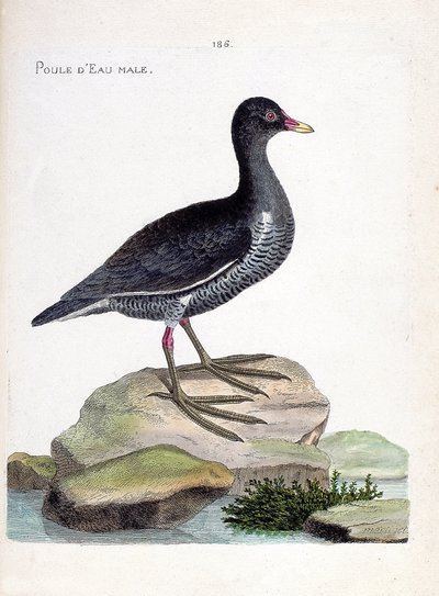 Il porciglione maschio (gallinula chloropus). Illustrazione in "La storia degli uccelli, dipinti nei loro aspetti apparenti e sensibili" di Francois Nicolas Martinet (1731-1800). Collezione privata da Francois Nicolas Martinet