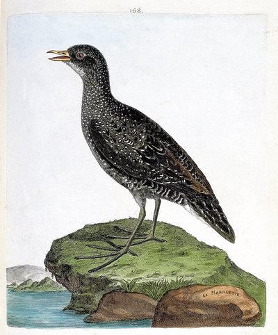 Marouette (porzana porzana). Illustrazione in "La storia degli uccelli, dipinti nei loro aspetti apparenti e sensibili" di Francois Nicolas Martinet (1731-1800). Collezione privata. da Francois Nicolas Martinet