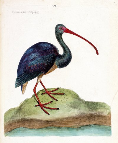 Carta zoologica (ornitologia): ibis falcinelle (plegadis falcinellus). Illustrazione in "The History of the Birds" di Francois Nicolas Martinet (1731-1800). Collezione privata. da Francois Nicolas Martinet