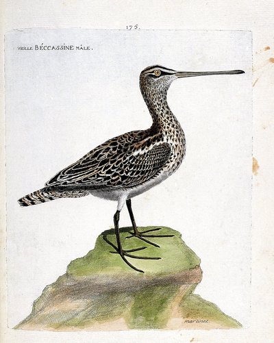 Carta zoologica (ornitologia): vecchio maschio di beccaccino (gallinago gallinago). Illustrazione in "The History of the Birds" di Francois Nicolas Martinet (1731-1800). Collezione privata. da Francois Nicolas Martinet
