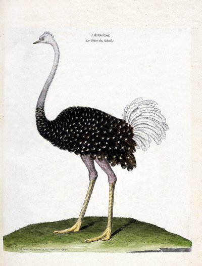 Carta zoologica (ornitologia): struzzo (struthio camelus). Illustrazione in “La storia degli uccelli, dipinti nei loro aspetti apparenti e sensibili” di Francois Nicolas Martinet (1731-1800). Collezione privata da Francois Nicolas Martinet