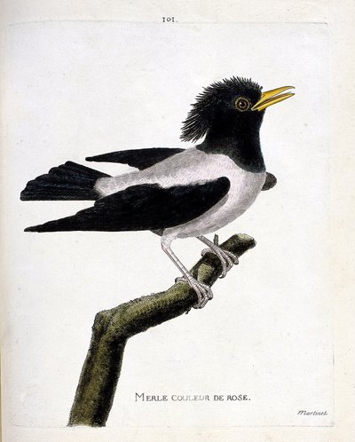Tavola zoologica (ornitologia): merlo rosa (storno rossiccio o sturnus roseus) su un ramo. Illustrazione in "La storia degli uccelli, dipinti nei loro aspetti apparenti e sensibili" di François Nicolas Martinet (1731-1800). Collezione privata da Francois Nicolas Martinet