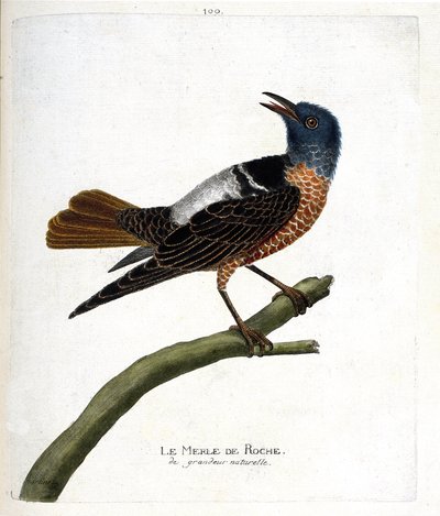 Carta zoologica (ornitologia): merlo di roccia (merlo di roccia o monticola saxatilis). Illustrazione in “La storia degli uccelli, dipinti nei loro aspetti apparenti e sensibili” di Francois Nicolas Martinet (1731-1800). Collezione privata da Francois Nicolas Martinet