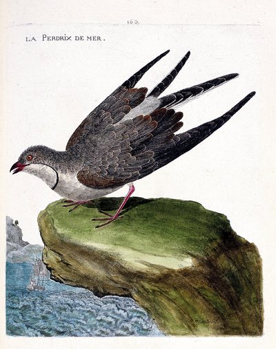 La pernice di mare (glareola pratincola). Illustrazione in "La storia degli uccelli, dipinti nei loro aspetti apparenti e sensibili" di Francois Nicolas Martinet (1731-1800). Collezione privata da Francois Nicolas Martinet