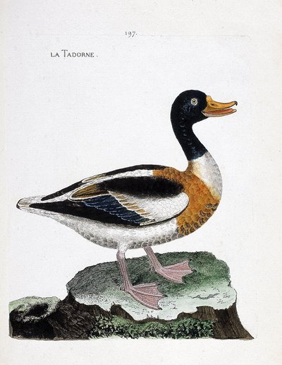 Tavola zoologica (ornitologia): volpoca (tadorna tadorna). Illustrazione in "La Storia degli Uccelli, Dipinti nei Loro Aspetti Apparenti e Sensibili" di Francois Nicolas Martinet (1731-1800). Collezione privata da Francois Nicolas Martinet