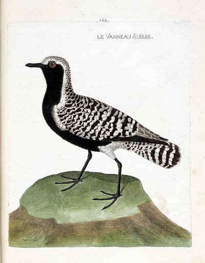 Carta zoologica (ornitologia): il piviere argentato (pluvialis squatarola). Illustrazione in "The History of the Birds" di Francois Nicolas Martinet (1731-1800). Collezione privata. da Francois Nicolas Martinet