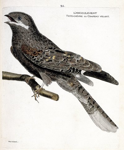 Carta zoologica (ornitologia): il succiacapre europeo (caprimulgus europaeus) su un ramo. Illustrazione in “La storia degli uccelli, dipinti nei loro aspetti apparenti e sensibili” di Francois Nicolas Martinet (1731-1800). Collezione privata da Francois Nicolas Martinet