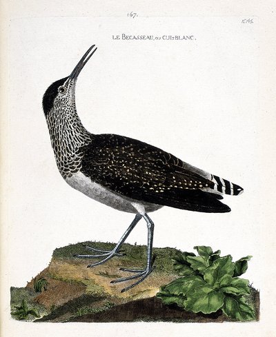 Il piro piro culbianco (tringa ochropus). Illustrazione in "La storia degli uccelli, dipinti nei loro aspetti apparenti e sensibili" di Francois Nicolas Martinet (1731-1800). Collezione privata da Francois Nicolas Martinet