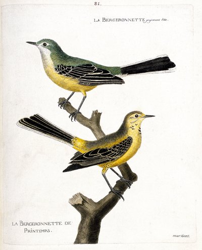 Carta zoologica (ornitologia): la ballerina gialla e la ballerina primaverile (ballerina primaverile o motacilla flava) su un ramo. Illustrazione in “La storia degli uccelli, dipinti nei loro aspetti apparenti e sensibili” di Francois Nicolas Martinet da Francois Nicolas Martinet