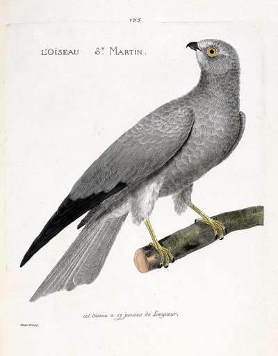 Il falco di palude (circus cyaneus) su un ramo. Illustrazione in "La storia degli uccelli, dipinti nei loro aspetti apparenti e sensibili" di Francois Nicolas Martinet (1731-1800). Collezione privata da Francois Nicolas Martinet