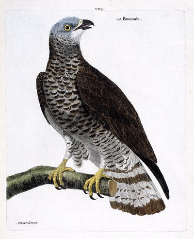 Carta zoologica (ornitologia): il falco pecchiaiolo (falco pecchiaiolo o pernis apivorus) su un ramo. Illustrazione in “La storia degli uccelli, dipinti nei loro aspetti apparenti e sensibili” di Francois Nicolas Martinet (1731-1800). Collezione privata da Francois Nicolas Martinet