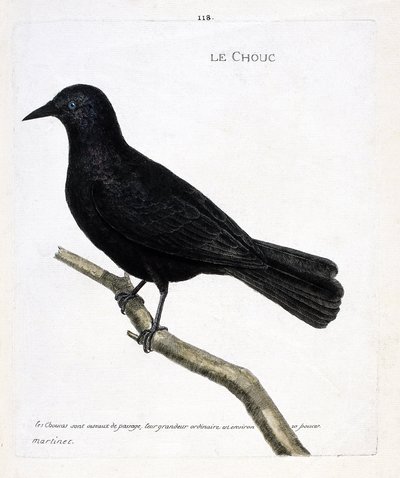 Carta zoologica (ornitologia): la taccola (taccola delle torri o corvus monedula) su un ramo. Illustrazione in “La storia degli uccelli, dipinti nei loro aspetti apparenti e sensibili” di Francois Nicolas Martinet (1731-1800). Collezione privata da Francois Nicolas Martinet
