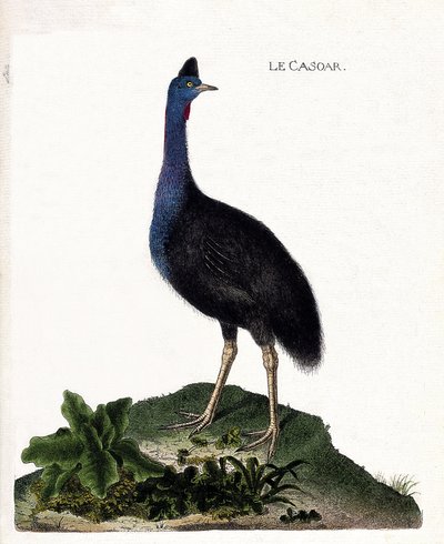 Tavola zoologica (ornitologia): il casuario (casuario elmo o cassuarius cassuarius). Illustrazione in "La Storia degli Uccelli, Dipinti nei Loro Aspetti Apparenti e Sensibili" di Francois Nicolas Martinet (1731-1800). Collezione privata da Francois Nicolas Martinet