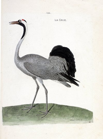 Carta zoologica (ornitologia): la gru (gru cenerina o grus grus). Illustrazione in “La storia degli uccelli, dipinti nei loro aspetti apparenti e sensibili” di Francois Nicolas Martinet (1731-1800). Collezione privata da Francois Nicolas Martinet