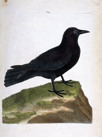 Corvo (corvus corone). Illustrazione in "La storia degli uccelli, dipinti nei loro aspetti apparenti e sensibili" di Francois Nicolas Martinet (1731-1800). Collezione privata. da Francois Nicolas Martinet