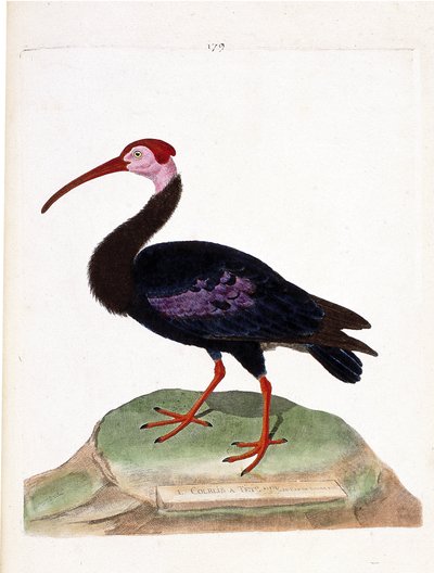 Chiurlo del Capo di Buona Speranza (geronticus calvus). Illustrazione in "La storia degli uccelli, dipinti nei loro aspetti apparenti e sensibili" di Francois Nicolas Martinet (1731-1800). Collezione privata. da Francois Nicolas Martinet