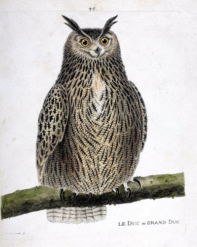 Tavola zoologica (ornitologia): il duca o gran duca (gran duca o bubo bubo) su un ramo. Illustrazione in "La storia degli uccelli, dipinti nei loro aspetti apparenti e sensibili" di François Nicolas Martinet (1731-1800). Collezione privata da Francois Nicolas Martinet