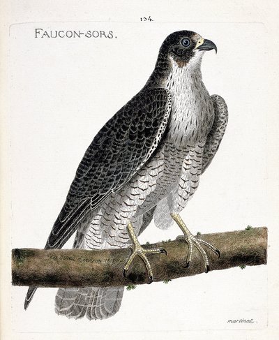 Tavola zoologica (ornitologia): il falco pellegrino (falco pellegrino o falco peregrinus) su un ramo. Illustrazione in "La storia degli uccelli, dipinti nei loro aspetti apparenti e sensibili" di François Nicolas Martinet (1731-1800). Collezione privata da Francois Nicolas Martinet