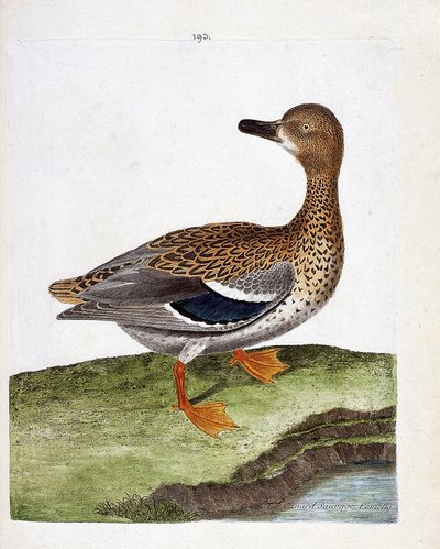 Carta zoologica (ornitologia): l
