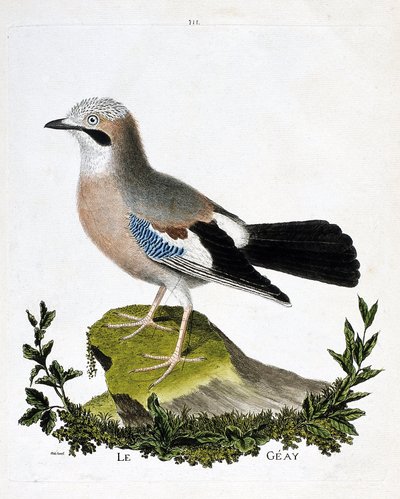 Tavola zoologica (ornitologia): la ghiandaia (ghiandaia comune o garrulus glandarius). Illustrazione in "La Storia degli Uccelli, Dipinti nei Loro Aspetti Apparenti e Sensibili" di Francois Nicolas Martinet (1731-1800). Collezione privata da Francois Nicolas Martinet