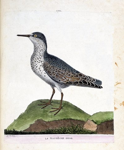 Carta zoologica (ornitologia): il piovanello violetto (calidris maritima). Illustrazione in “La storia degli uccelli, dipinti nei loro aspetti apparenti e sensibili” di Francois Nicolas Martinet (1731-1800). Collezione privata da Francois Nicolas Martinet