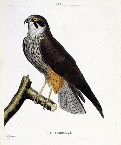 Tavola zoologica (ornitologia): il falco hobreau (falco subbuteo) su un ramo. Illustrazione in "La Storia degli Uccelli, Dipinti nei Loro Aspetti Apparenti e Sensibili" di Francois Nicolas Martinet (1731-1800). Collezione privata da Francois Nicolas Martinet
