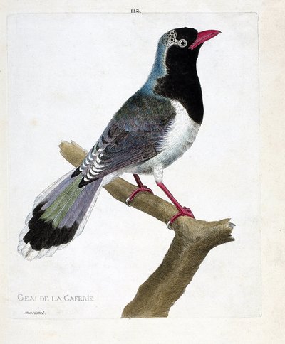 Tavola zoologica (ornitologia): la ghiandaia del caffè (pirolla dal becco rosso o urocissa erythrorhyncha). Illustrazione in "La Storia degli Uccelli, Dipinti nei Loro Aspetti Apparenti e Sensibili" di Francois Nicolas Martinet (1731-1800). Collezione priv da Francois Nicolas Martinet