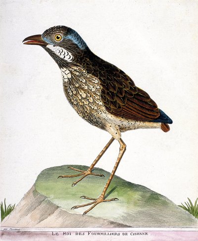 Tavola zoologica (ornitologia): il re dei quattromila di Cayenne (grallaria varia). Illustrazione in "La Storia degli Uccelli, Dipinti nei Loro Aspetti Apparenti e Sensibili" di Francois Nicolas Martinet (1731-1800). Collezione privata da Francois Nicolas Martinet