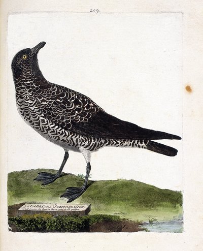 Carta zoologica (ornitologia): il labbo o stercorario (labbo pomarino o stercorarius pomarinus). Illustrazione in “La storia degli uccelli, dipinti nei loro aspetti apparenti e sensibili” di Francois Nicolas Martinet (1731-1800). Collezione privata da Francois Nicolas Martinet