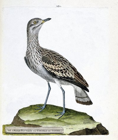 Carta zoologica (ornitologia): il grande piviere o corvo (oedicneme criard o burhinus oedicnemus). Illustrazione in “La storia degli uccelli, dipinti nei loro aspetti apparenti e sensibili” di Francois Nicolas Martinet (1731-1800). Collezione privata da Francois Nicolas Martinet