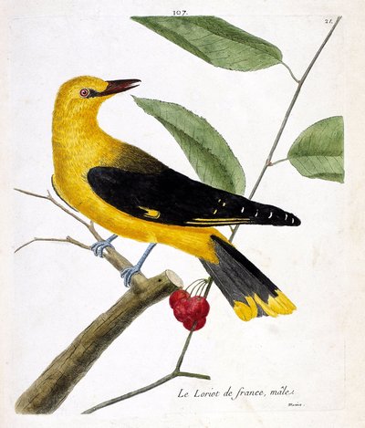 Carta zoologica (ornitologia): il maschio di oriolo francese (oriolo europeo o oriolus oriolus) su un ramo. Illustrazione in “La storia degli uccelli, dipinti nei loro aspetti apparenti e sensibili” di Francois Nicolas Martinet (1731-1800). Collezione priv da Francois Nicolas Martinet