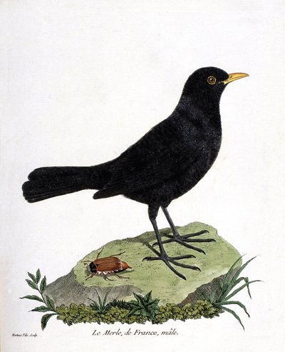 Carta zoologica (ornitologia): il merlo maschio (turdus merula). Illustrazione in "The History of the Birds" di Francois Nicolas Martinet (1731-1800). Collezione privata. da Francois Nicolas Martinet