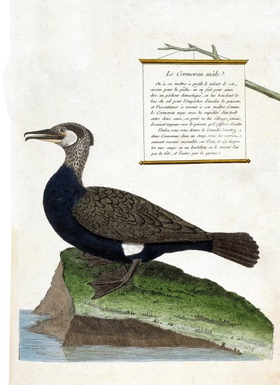 Tavola zoologica (ornitologia): il cormorano maschio (grande cormorano o phalacrocorax carbo). Illustrazione in "La Storia degli Uccelli, Dipinti nei Loro Aspetti Apparenti e Sensibili" di Francois Nicolas Martinet (1731-1800). Collezione privata da Francois Nicolas Martinet