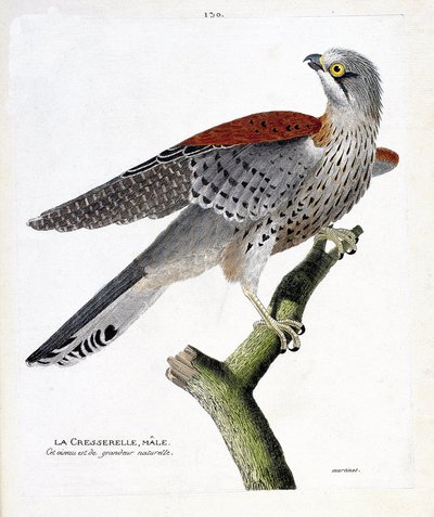Il gheppio maschio (falco tinnunculus) su un ramo. Illustrazione in "La storia degli uccelli, dipinti nei loro aspetti apparenti e sensibili" di Francois Nicolas Martinet (1731-1800). Collezione privata da Francois Nicolas Martinet