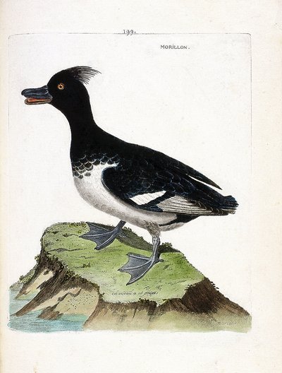 Tavola zoologica (ornitologia): moriglione (Aythia fuligula). Illustrazione in "La Storia degli Uccelli, Dipinti nei Loro Aspetti Apparenti e Sensibili" di Francois Nicolas Martinet (1731-1800). Collezione privata da Francois Nicolas Martinet