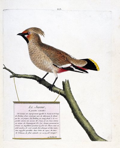 Carta zoologica (ornitologia): il tordo sassello naturale o tordo sassello boreale (bombycilla garrulus) su un ramo. Illustrazione in “La storia degli uccelli, dipinti nei loro aspetti apparenti e sensibili” di Francois Nicolas Martinet (1731-1800). Collez da Francois Nicolas Martinet