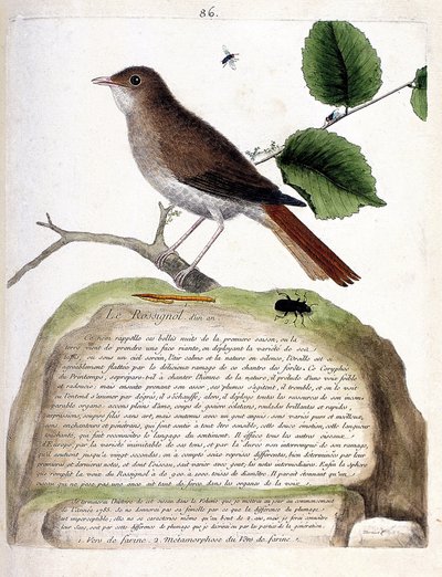 Tavola zoologica (ornitologia): l