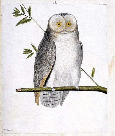 Tavola zoologica (ornitologia): il gufo (Barbagianni o Tyto Alba) su un ramo. Illustrazione in "La storia degli uccelli, dipinti nei loro aspetti apparenti e sensibili" di François Nicolas Martinet (1731-1800). Collezione privata da Francois Nicolas Martinet