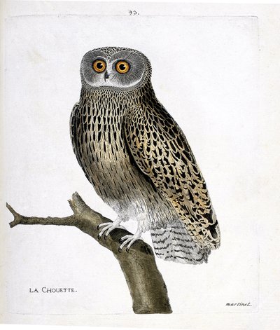Gufo su un ramo (hulotte o strix aluco). Illustrazione in "La storia degli uccelli, dipinti nei loro aspetti apparenti e sensibili" di Francois Nicolas Martinet (1731-1800). Collezione privata. da Francois Nicolas Martinet