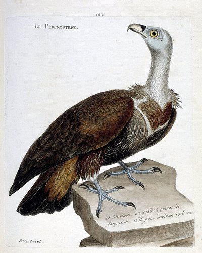 Percnoptere (gyps fulvus). Illustrazione in "La storia degli uccelli, dipinti nei loro aspetti apparenti e sensibili" di Francois Nicolas Martinet (1731-1800). Collezione privata. da Francois Nicolas Martinet
