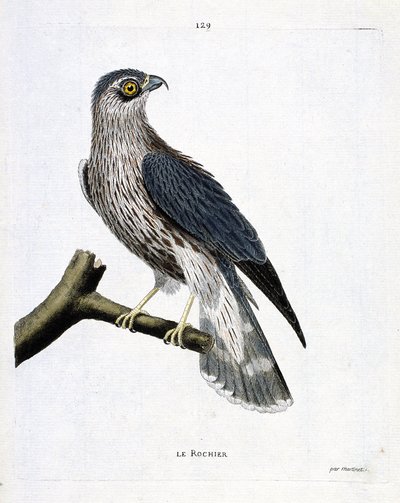 Tavola zoologica (ornitologia): il falco pellegrino (falco pellegrino o falco peregrinus) su un ramo. Illustrazione in "La storia degli uccelli, dipinti nei loro aspetti apparenti e sensibili" di François Nicolas Martinet (1731-1800). Collezione privata da Francois Nicolas Martinet