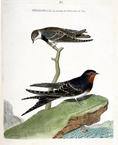 Tavola zoologica (ornitologia): la rondine di riva del regno di Fez (Riparia riparia) su un ramo e la rondine africana (rondine rustica o Hirundo rustica). Illustrazione in "La Storia degli Uccelli, Dipinti nei Loro Aspetti Apparenti e Sensibili" di Franco da Francois Nicolas Martinet