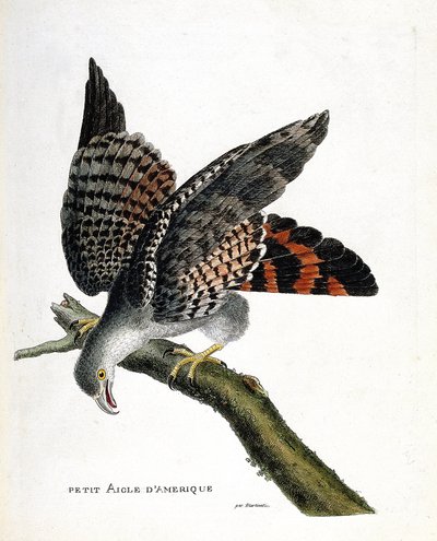 Tavola zoologica (ornitologia): la piccola aquila americana (circus buffoni) su un ramo. Illustrazione in "La Storia degli Uccelli, Dipinti nei Loro Aspetti Apparenti e Sensibili" di Francois Nicolas Martinet (1731-1800). Collezione privata da Francois Nicolas Martinet