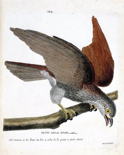 Carta zoologica (ornitologia): la piccola aquila asiatica (sacre o haliastur indus) su un ramo. Illustrazione in “La storia degli uccelli, dipinti nei loro aspetti apparenti e sensibili” di Francois Nicolas Martinet (1731-1800). Collezione privata da Francois Nicolas Martinet